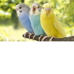 Birds rising