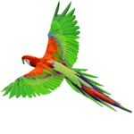 Parrotssssss!!