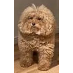 AmongDog icon