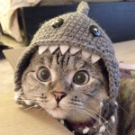 SharkyBoy's Club