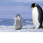 Penguin And King