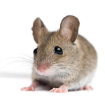 Mouse Nation X