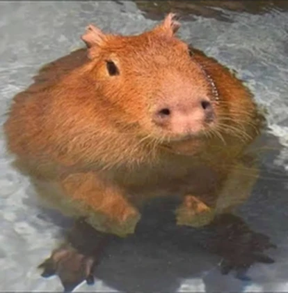 CAPIBARASULT Roblox group icon