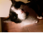 NO IM A CAT