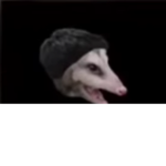dfdsewssc