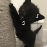 CUTE kitties!!