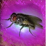 SALCHIPAP
