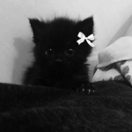 ʚɞ meow ʚɞ