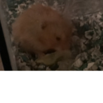 If you like hamsters join