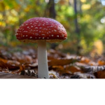 The MushRoOm ChILdren