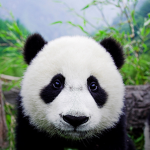 Panda Appreciation Society