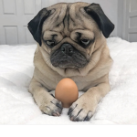 Lily_pugs