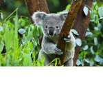TheKoalaRobloxArmy
