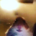 Rosamelano