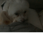 Join me the group if you like dogs