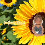 The Sunflower Patch!