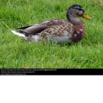 The Duckfighters