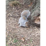 Squirrel U.S.A