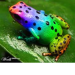 frogs are cool