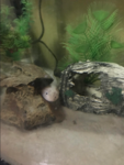 Find axolotls