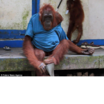 Prime Monkey Den