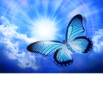 ?Butterflies?