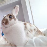 bunny squad !!!!!!