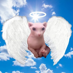 The Church of Bingus