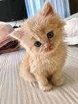 Cute Cats Army!