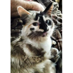 ~CatLife~