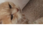 Strawberry cat kitten squad