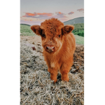 Cow love forever!