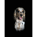 THE DOGEE PACK