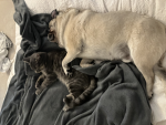 cat and kitten and bunny