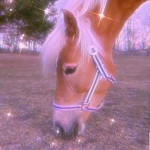 Horse back riders only