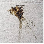 Poo stains on the wall