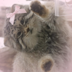 TomCatClub