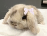 Hi lil bunny’s