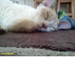 My beautiful kimba