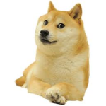 AMO A LOS DOGES