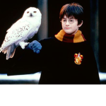 #Hedwig Fans