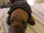Tortoise and turtle likers group