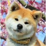 Akita studio