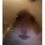 HAMSTER CULT JOIN US