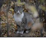 The cats of the woods