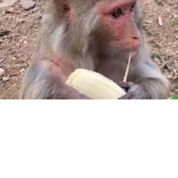 Sit With The Monkey And Banana
