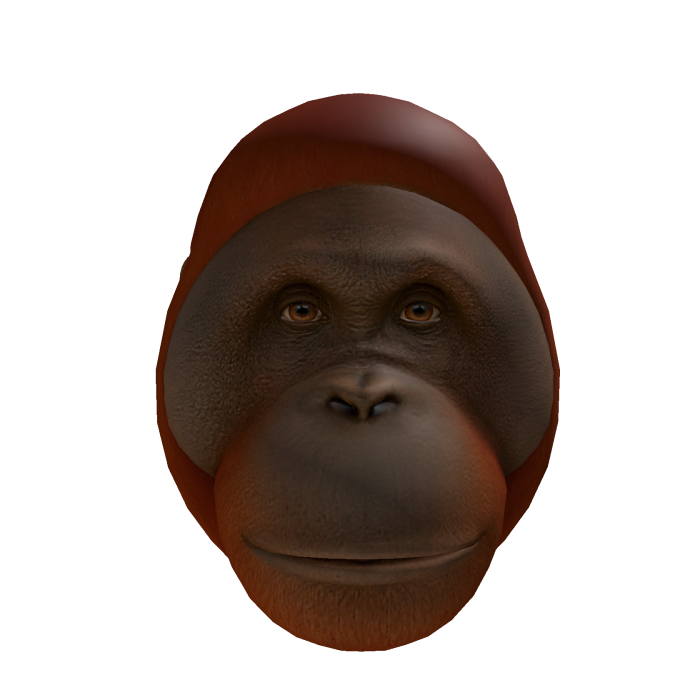 Orangutan Head
