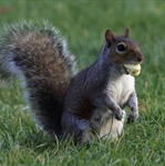 squirl talks