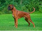 Boxer dog fans