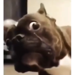 ILuvDoggos